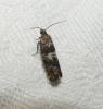Epinotia rubiginosana